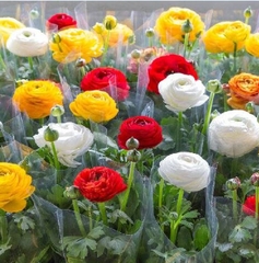 Hạt Giống Hoa Hồng Ri Ba Tư Nhiều Màu