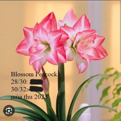 Củ hoa lan huệ cánh kép nhập khẩu - 1 củ (Tổng hợp nhiều loại cực đẹp)