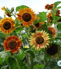 Hạt Giống Hoa Hướng Dương Cam