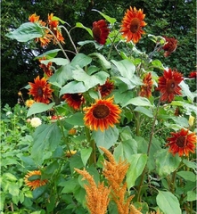 Hạt Giống Hoa Hướng Dương Cam