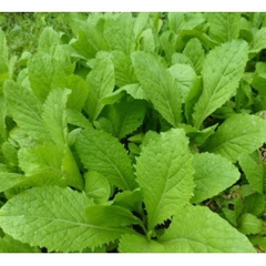 Hạt giống rau cải ăn non baby