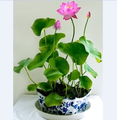 Hạt giống hoa sen mini nhật mix màu