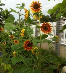 Hạt Giống Hoa Hướng Dương Cam