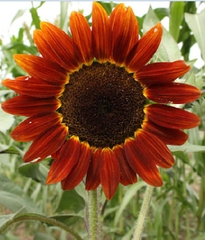 Hạt Giống Hoa Hướng Dương Cam