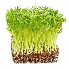 Hạt Giống Mầm Rau Muống - Gói 30gram