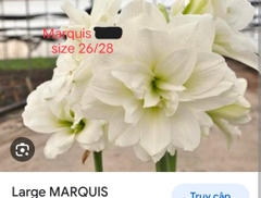 Củ hoa lan huệ cánh kép nhập khẩu - 1 củ (Tổng hợp nhiều loại cực đẹp)