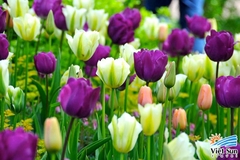 Bộ 5 củ giống hoa tulip màu tím