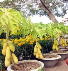 Hạt Giống Đu Đủ Da Vàng