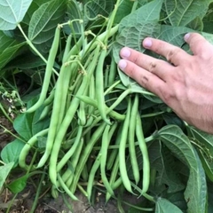 Hạt Giống Đậu Cove Lùn Hạt Trắng