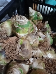 Củ Giống Hoa Thiên Nga Mắt Ngọc