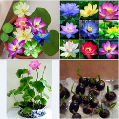 Hạt giống hoa sen mini nhật mix màu