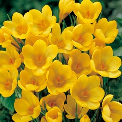 Củ Giống Hoa Nghệ Tây Hoa Màu Vàng - 5 Củ