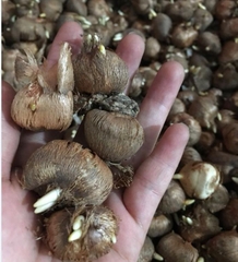 Củ Giống Hoa Nghệ Tây Hoa Màu Vàng - 5 Củ