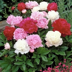 Hạt Giống Hoa Mẫu Đơn Nhiều Màu