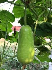 Hạt Giống Bầu Sao Trái Ngắn F1