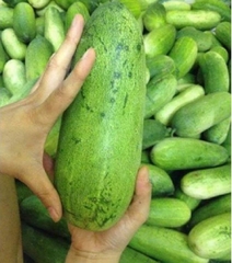Hạt Giống Dưa Chuột Mèo