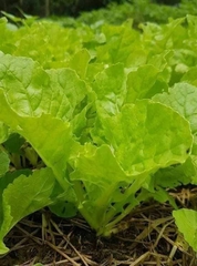 Hạt Giống Rau Cải Bẹ Dún