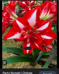 Củ hoa lan huệ cánh kép nhập khẩu - 1 củ (Tổng hợp nhiều loại cực đẹp)