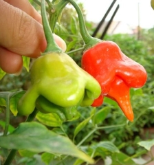 Hạt Giống Ớt Hoa Hồng