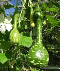 Hạt Giống Bầu Thiên Nga