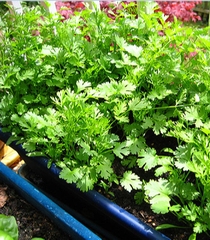 Hạt Giống Rau Mùi Cồn Tía ( Mùi Ta ) - Gói 20gram