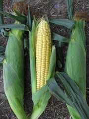 Hạt giông Ngô Siêu Ngọt Vàng