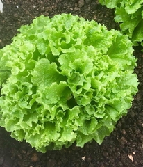 Hạt Giống Xà Lách Xoăn Xanh Cao Sản - Gói 5gram