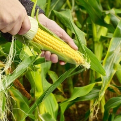 Hạt giông Ngô Siêu Ngọt Vàng