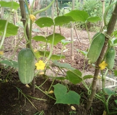 Hạt Giống Dưa Chuột Mèo