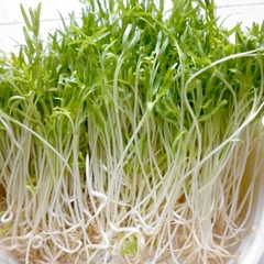 Hạt Giống Mầm Rau Muống - Gói 30gram