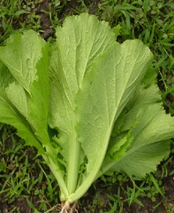 Hạt giống rau cải mào gà cao sản