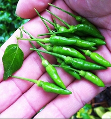 Hạt Giống Ớt Xiêm Xanh Thái Lan