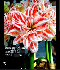 Củ hoa lan huệ cánh kép nhập khẩu - 1 củ (Tổng hợp nhiều loại cực đẹp)