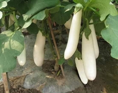 Hạt Giống Cà Trắng Lai Quả Dài F1