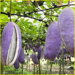 Hạt Giống Quả Holboellia latifolia Wall (Dưa Quả Tháng Tám)