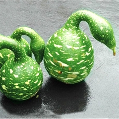 Hạt Giống Bầu Thiên Nga