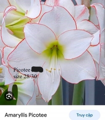 Củ hoa lan huệ cánh kép nhập khẩu - 1 củ (Tổng hợp nhiều loại cực đẹp)