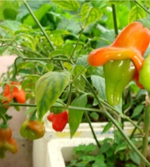 Hạt Giống Ớt Hoa Hồng