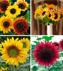 Hạt Giống Hoa Hướng Dương Nhiều Màu