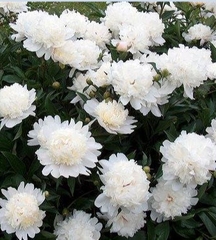 Hạt Giống Hoa Mẫu Đơn Nhiều Màu