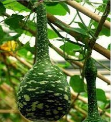 Hạt Giống Bầu Thiên Nga