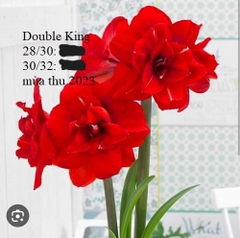 Củ hoa lan huệ cánh kép nhập khẩu - 1 củ (Tổng hợp nhiều loại cực đẹp)