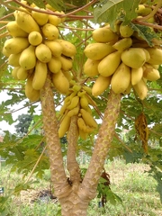 Hạt Giống Đu Đủ Da Vàng