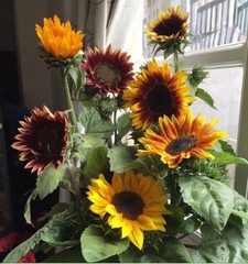 Hạt Giống Hoa Hướng Dương Nhiều Màu