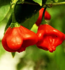 Hạt Giống Ớt Hoa Hồng