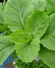 Hạt giống rau cải mào gà cao sản