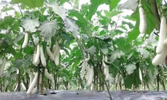 Hạt Giống Cà Trắng Lai Quả Dài F1