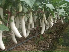 Hạt Giống Cà Trắng Lai Quả Dài F1