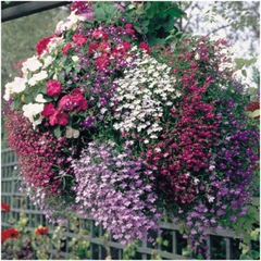 Hạt Giống Hoa Cúc Lobelia Nhiều Màu