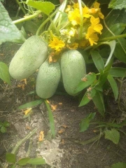 Hạt Giống Dưa Chuột Mèo